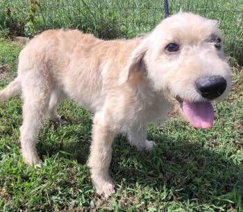 Lacey 18 -  Labradoodle Dog for Adoption in Killingworth, Connecticut - Lacey 18 | PetCurious
