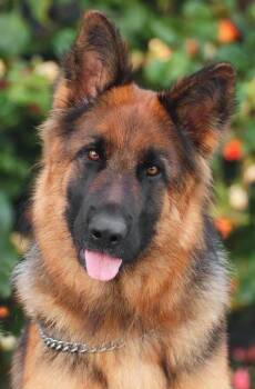 German Shepherd Dog Dogs Available for Adoption in Los Angeles, California - Ailani Von Aichtal | PetCurious