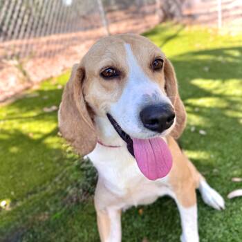 Hound Dogs Available for Adoption in Hilton Head Island, South Carolina - Pebbles | PetCurious