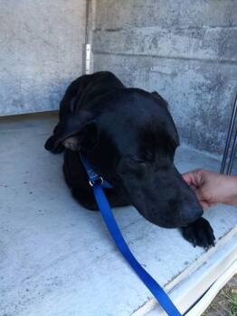 Labrador Retriever Dogs Available for Adoption in Fort Lauderdale, Florida - ALEX | PetCurious