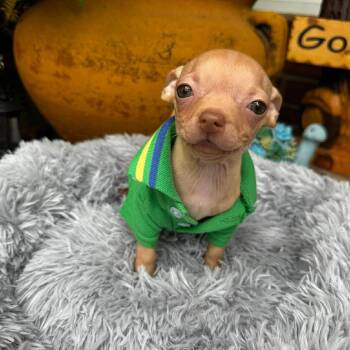 Chihuahua Dogs Available for Adoption in Justin, Texas - Gilligan  | PetCurious
