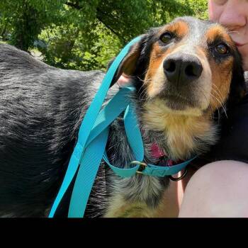 Atlantic -  Beagle and Mixed Breed Dog for Adoption in Rockville, Maryland - Atlantic | PetCurious