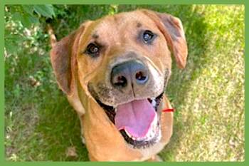Murphy -  Labrador Retriever and Black Mouth Cur Dog for Adoption in Amherst, Massachusetts - Murphy | PetCurious