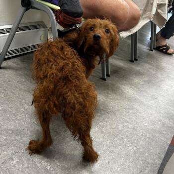 Zippy -  Mixed Breed Dog for Adoption in Philadelphia, Pennsylvania - Zippy | PetCurious