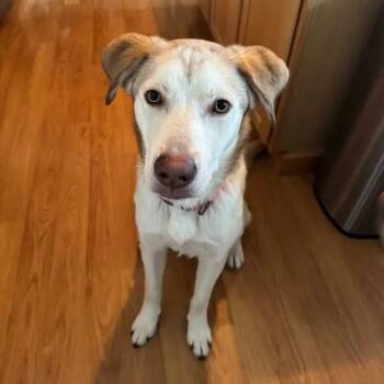 Mixed Breed Dogs Available for Adoption - Al | PetCurious