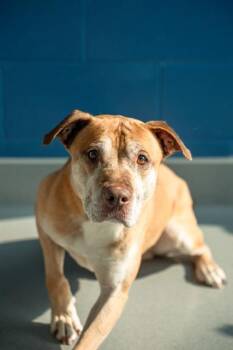 MELO -  Pit Bull Terrier Dog for Adoption in Indianapolis, Indiana - MELO | PetCurious
