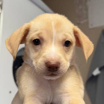 Focaccia -  Chihuahua and Dachshund Dog for Adoption in San Pablo, California - Focaccia | PetCurious