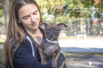 Rescue Carolina Dog and Mixed Breed Dogs for Adoption in North Charleston, South Carolina - 87058A Mary | PetCurious