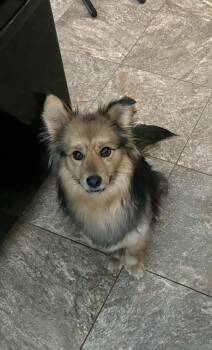 Mixed Breed Dogs Available for Adoption - Kaci | PetCurious