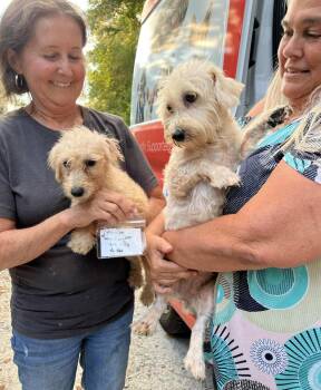 Rescue Maltipoo Dogs for Adoption in Pemberton Township, New Jersey - Cindy And Lulu | PetCurious