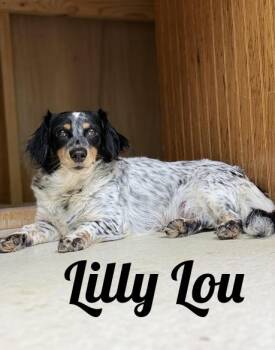 LillyLou -  Spaniel and Dachshund Dog for Adoption in Manistee, Michigan - LillyLou | PetCurious