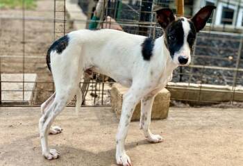 Thorfinn -  Rat Terrier and Mixed Breed Dog for Adoption in Urbandale, Iowa - Thorfinn | PetCurious