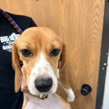 Sassy Pants 2245 / 8949 -  Beagle Dog for Adoption in Loxahatchee Groves, Florida - Sassy Pants 2245 / 8949 | PetCurious