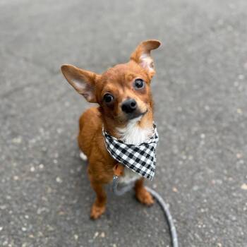 Weedle -  Chihuahua and Mixed Breed Dog for Adoption in Newberg, Oregon - Weedle | PetCurious