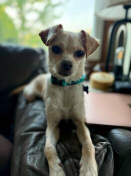 Sylvie -  Chihuahua Dog for Adoption in De Pere, Wisconsin - Sylvie | PetCurious