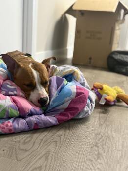 Rescue Pit Bull Terrier and Boxer Dogs for Adoption in Boca Raton, Florida - Riley | PetCurious