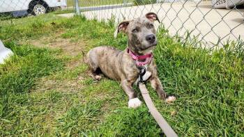 Chihuahua and Pit Bull Terrier Dogs Available for Adoption in Kalamazoo, Michigan - Short Cake | PetCurious