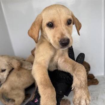 A657968 -  Labrador Retriever Dog for Adoption in Houston, Texas - A657968 | PetCurious
