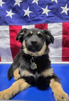 German Shepherd Dog Dogs Available for Adoption - Nemo 7288 | PetCurious