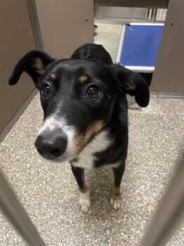 GRETAL -  Australian Shepherd Dog for Adoption in Clyde, North Carolina - GRETAL | PetCurious