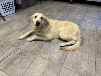 Rescue Labrador Retriever and Mixed Breed Dogs for Adoption in Grand Prairie, Texas - KITTY | PetCurious