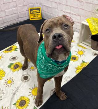 Parker -  Mastiff and Mixed Breed Dog for Adoption in Oxford, Michigan - Parker | PetCurious