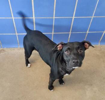 Darla -  Pit Bull Terrier Dog for Adoption in Austin, Texas - Darla | PetCurious