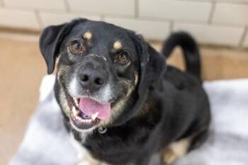 Sunny -  Shepherd and Mixed Breed Dog for Adoption in Golden Valley, Minnesota - Sunny | PetCurious