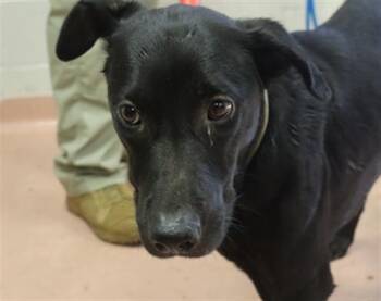 MARY -  Mixed Breed Dog for Adoption in Columbia, South Carolina - MARY | PetCurious