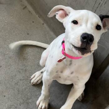Blanca A2283335 -  Pit Bull Terrier and Mixed Breed Dog for Adoption in Los Angeles, California - Blanca A2283335 | PetCurious