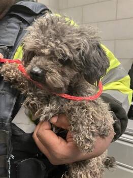 Mixed Breed Dogs Available for Adoption - RYKER | PetCurious