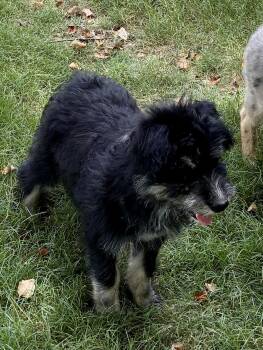 Pierre -  Schnauzer and West Highland White Terrier Westie Dog for Adoption - Pierre | PetCurious