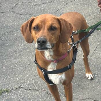 Boxer and Hound Dogs Available for Adoption in San Francisco, California - Chanel | PetCurious