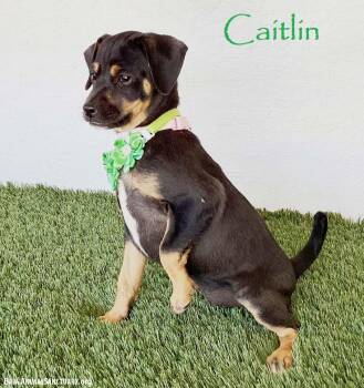 Caitlin -  Rat Terrier Dog for Adoption in San Diego, California - Caitlin | PetCurious