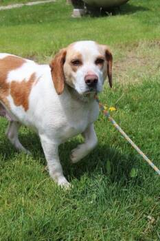 Beagle Dogs Available for Adoption in New Philadelphia, Ohio - Fen | PetCurious