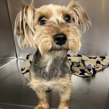 Donnie -  Yorkshire Terrier Dog for Adoption in Grand Rapids, Michigan - Donnie | PetCurious
