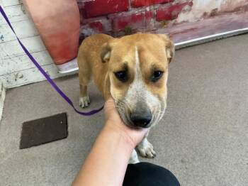 German Shepherd Dog and Australian Cattle Dog Blue Heeler Dogs Available for Adoption in San Bernardino, California - HAROLD | PetCurious