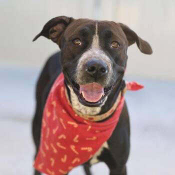 CLARA -  American Staffordshire Terrier Dog for Adoption in San Antonio, Texas - CLARA | PetCurious