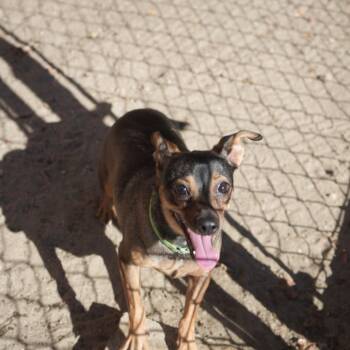 Maggie -  Miniature Pinscher and Chihuahua Dog for Adoption in Coachella, California - Maggie | PetCurious