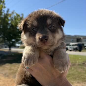 Barracuda -  German Shepherd Dog and Australian Shepherd Dog for Adoption in Columbia, South Carolina - Barracuda | PetCurious
