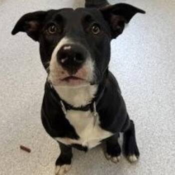 Mixed Breed Dogs Available for Adoption in Roseburg, Oregon - Wiggle Worm  | PetCurious