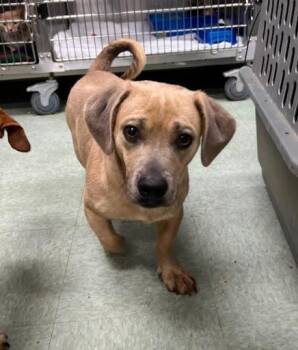 Porkchop -  Dachshund Dog Available for Adoption in Bethel, Connecticut - Porkchop | PetCurious