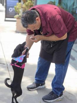 Luna -  Chihuahua Dog for Adoption in New York, New York - Luna | PetCurious