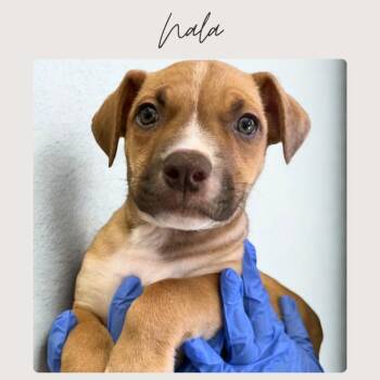 NALA -  Boxer and Mixed Breed Dog for Adoption in San Juan Capistrano, California - NALA | PetCurious