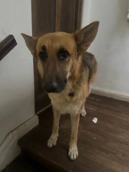 Rescue German Shepherd Dog Dogs for Adoption in Beverly Hills, California - Sebastian | PetCurious