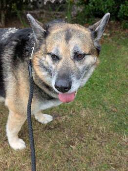 Tasha -  German Shepherd Dog Dog for Adoption in Vancouver, Washington - Tasha | PetCurious