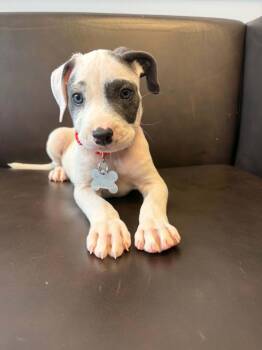 Zipper -  Pit Bull Terrier and American Staffordshire Terrier Dog for Adoption in Holly Springs, North Carolina - Zipper | PetCurious