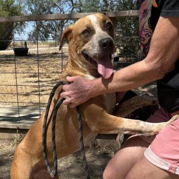 Black Mouth Cur and Coonhound Dogs Available for Adoption -  Beasley | PetCurious
