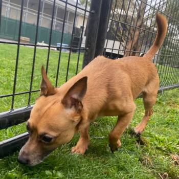 Chihuahua Dogs Available for Adoption in Fall River, Massachusetts - Earl Grey | PetCurious