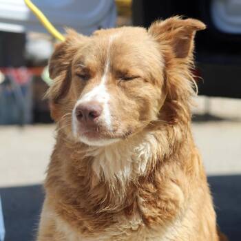 Retriever and Australian Shepherd Dogs Available for Adoption in Columbia, South Carolina - Rill | PetCurious